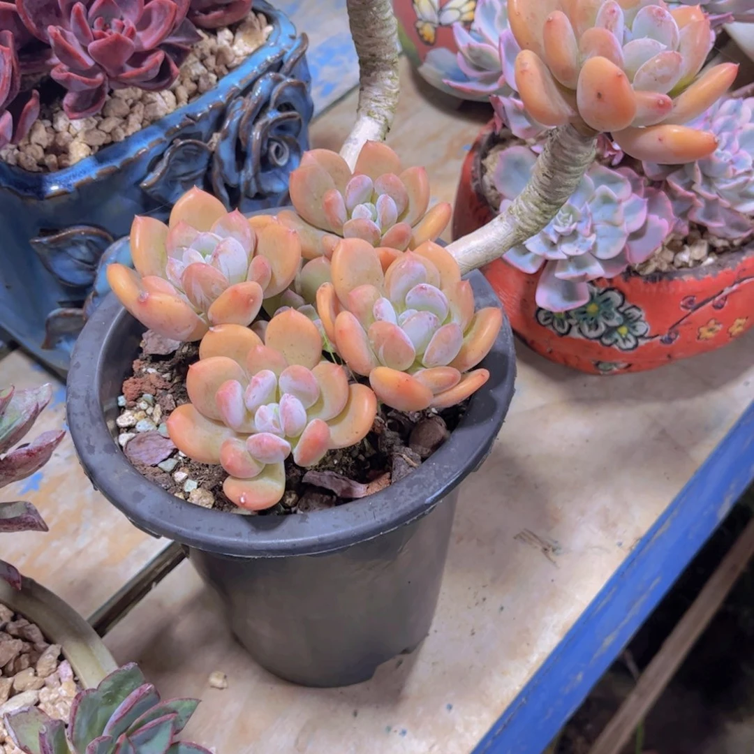 往***零多肉植物保护研究所所长