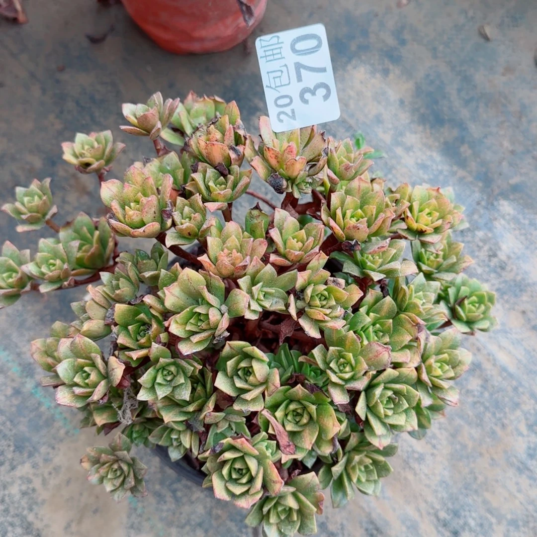 花茶370满20包邮断枝不包瑕疵
