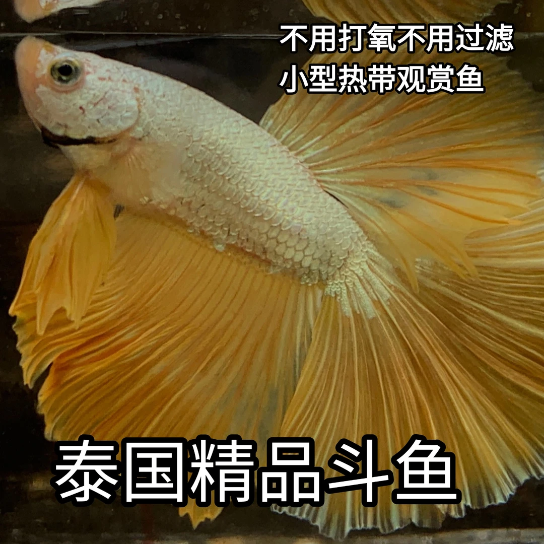 泰国精品斗鱼达达水族直播选号1111-1200号观赏鱼半月狮王将军