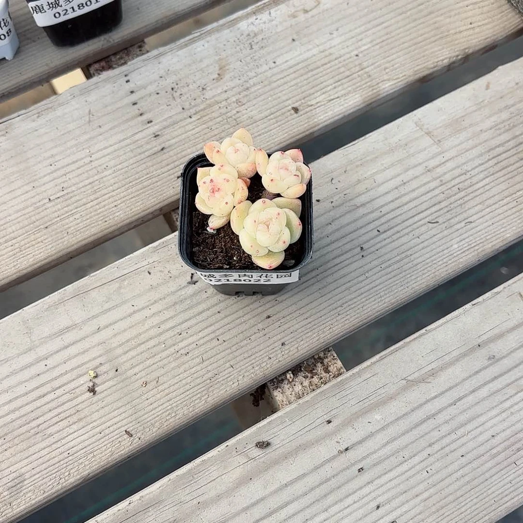 青***ღ0218-022非梦4头多肉