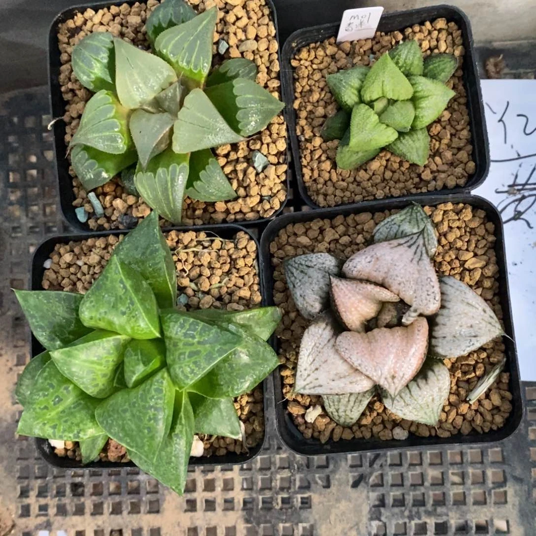 黃***2908 四颗一起 超级福利