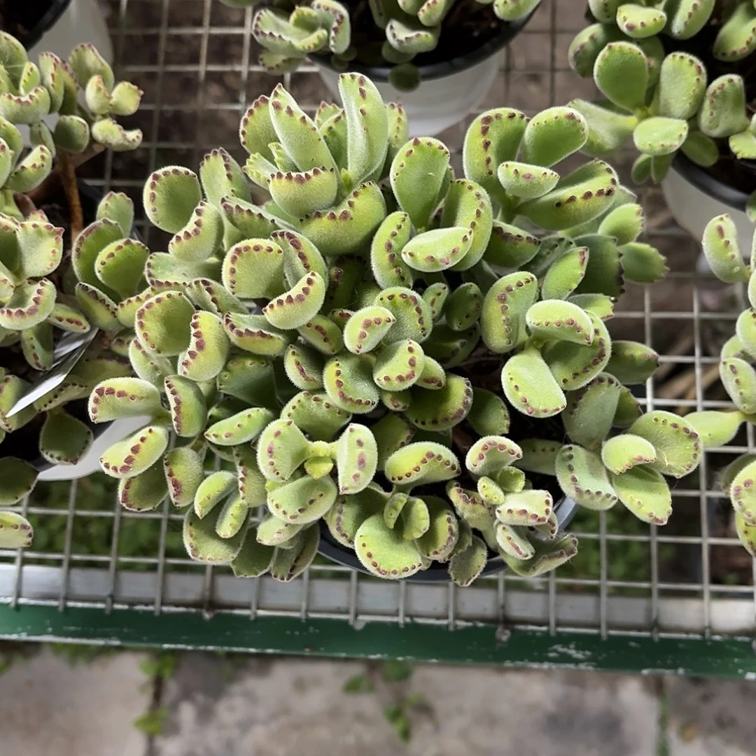 熊童子大群冠幅15㎝