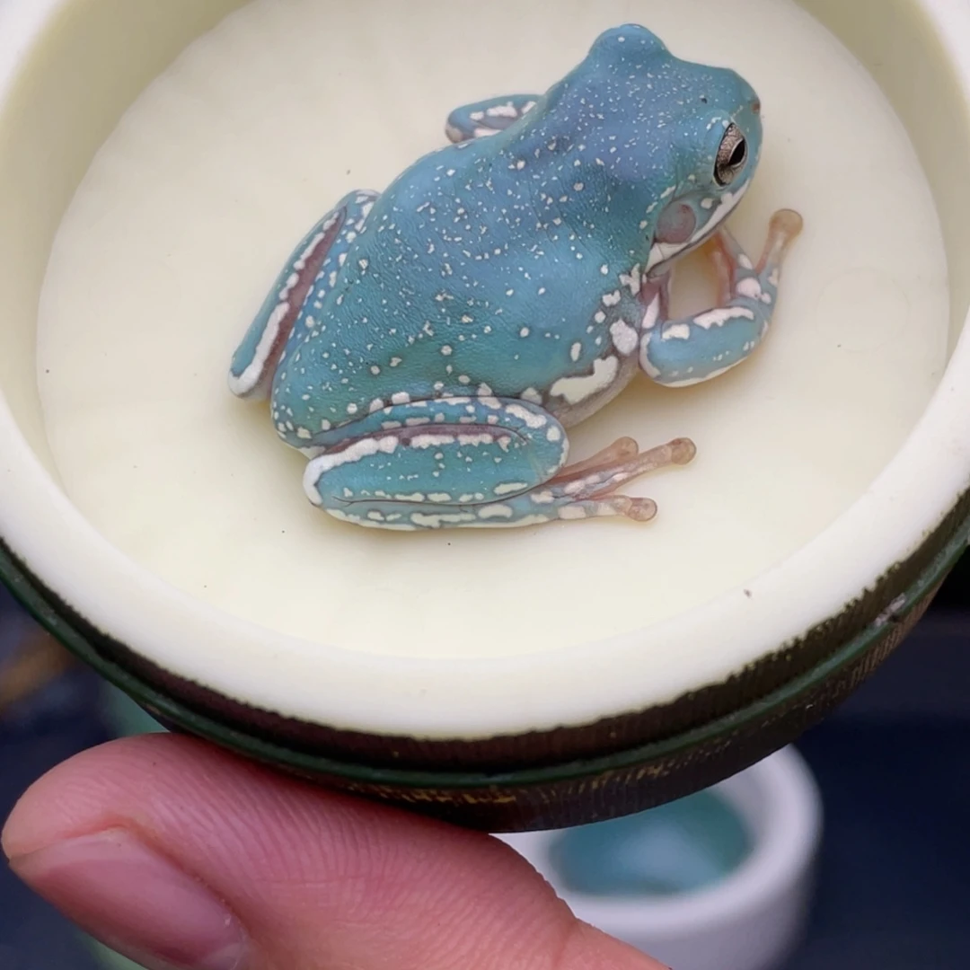 老爷树蛙11号薄荷蓝侧雪