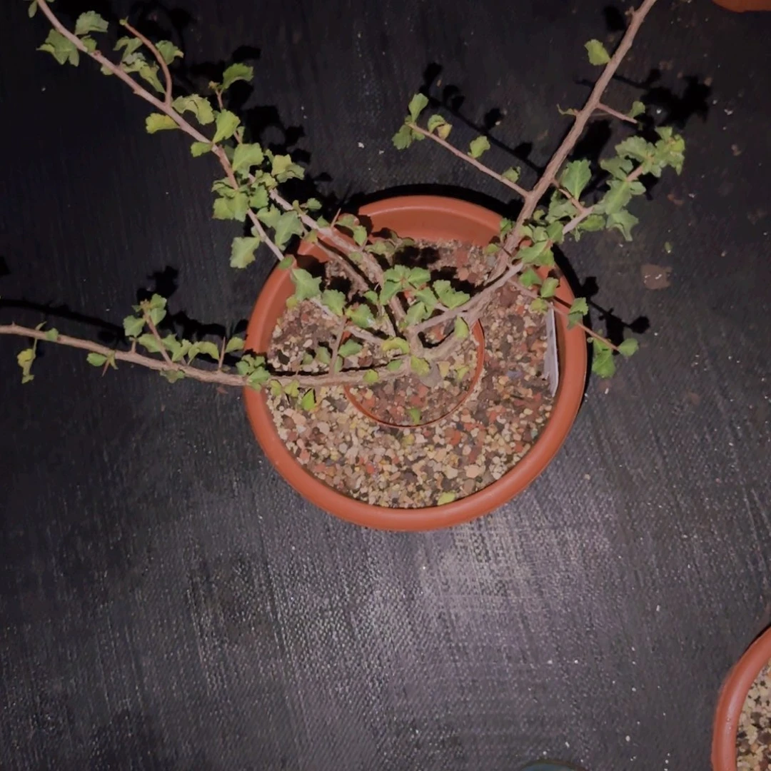 ****迪块根植物块根植物