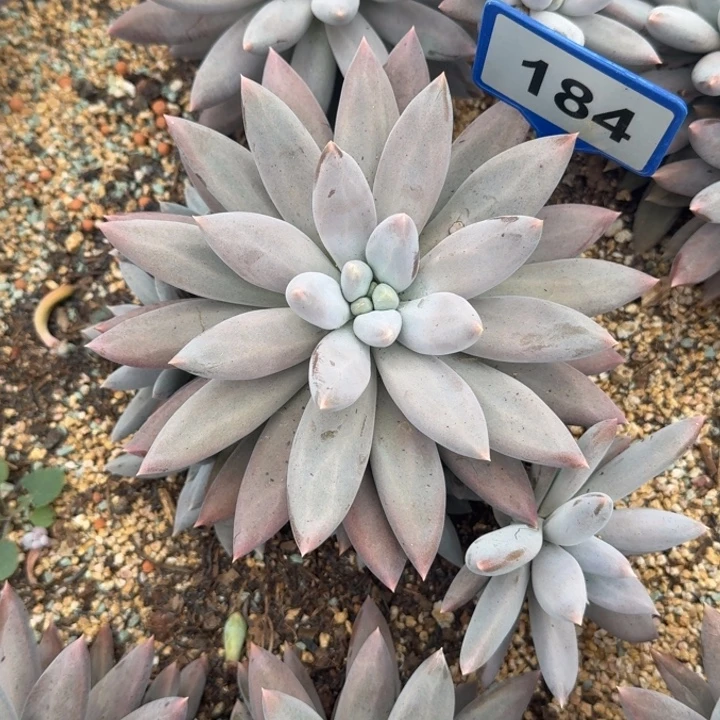 平***逐多肉植物哥特群184