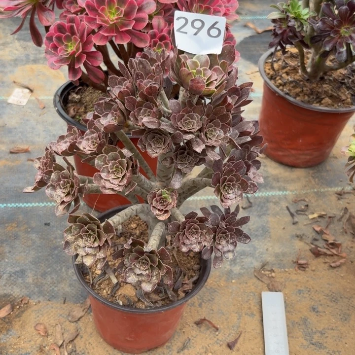 灰法师多肉植物不包损296杆不直