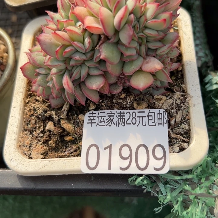 幸运儿是一位非常优秀幸运