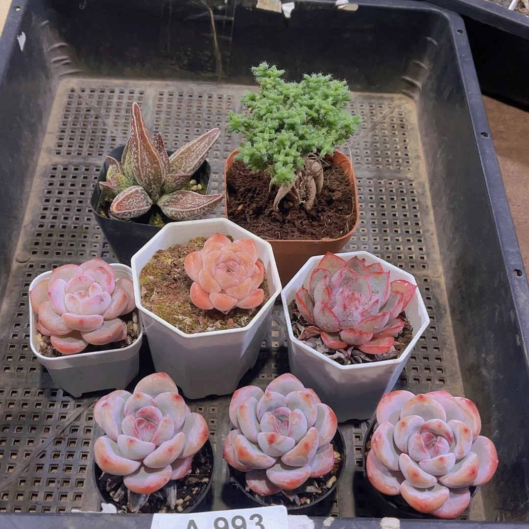 多肉993多肉植物