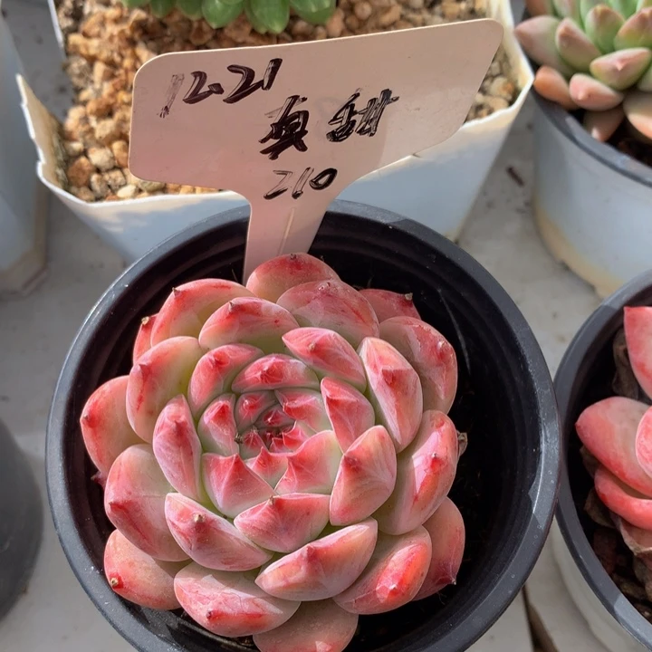 多肉植物7272727272728