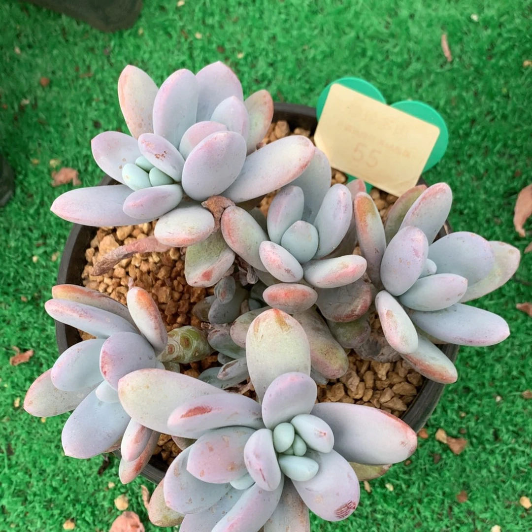 雪美人无砍平头55
