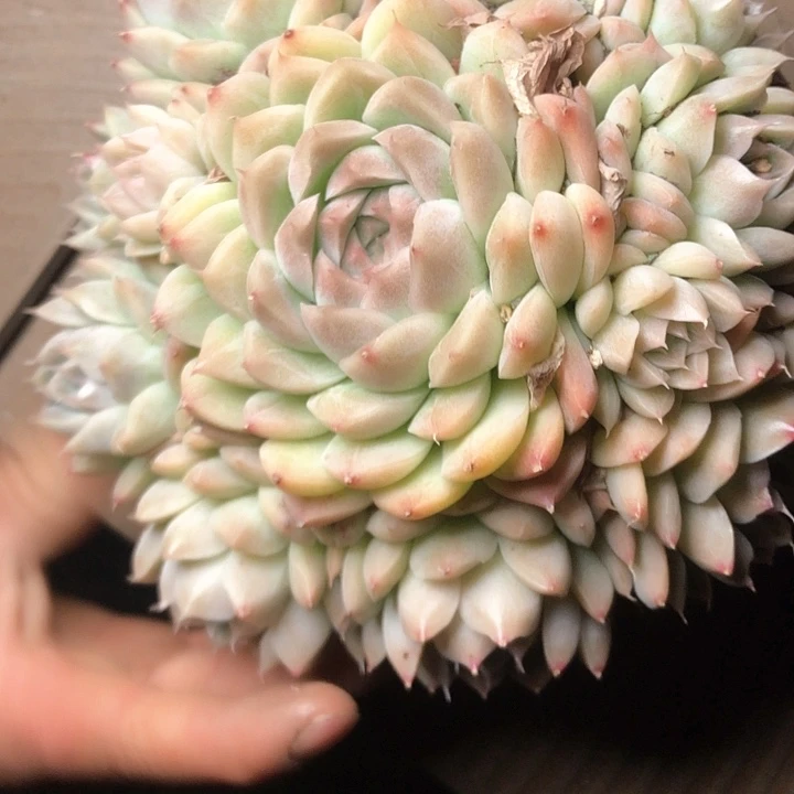 阳**丽38///////////////