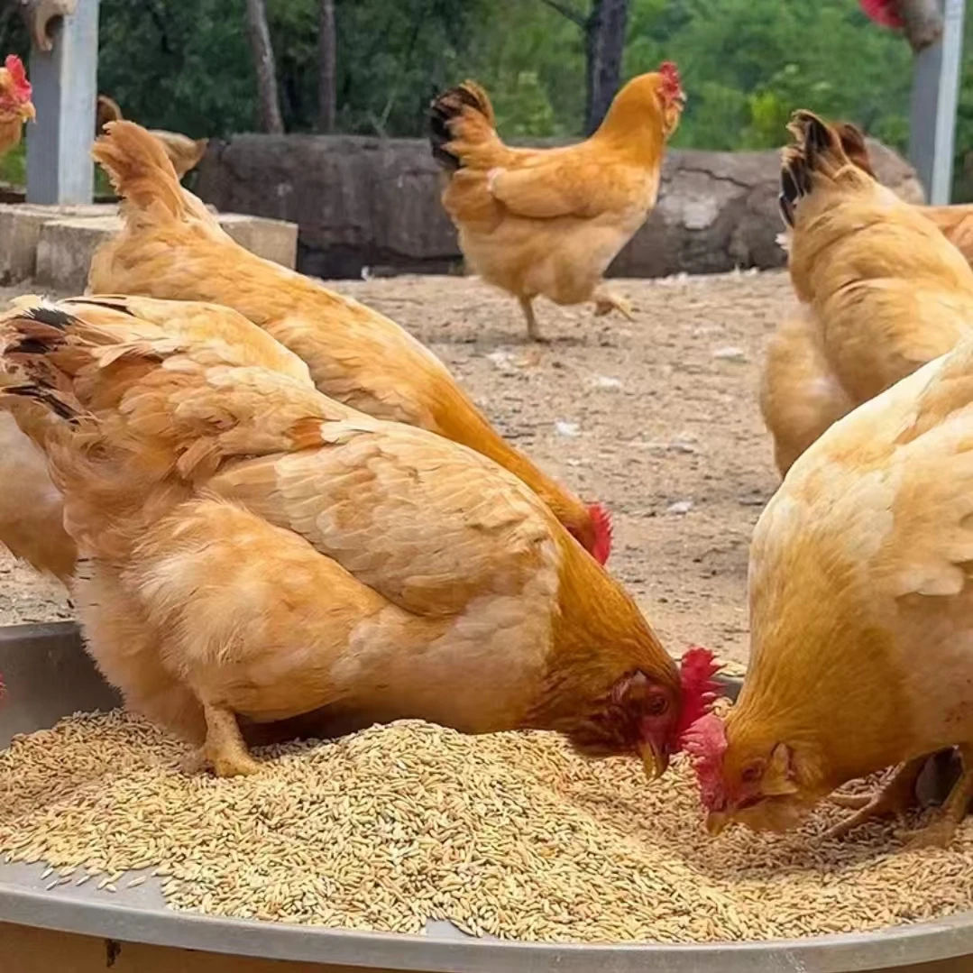 【西来】太湖黄公鸡5.1斤/母鸡3.8斤发货宠物鸡大鸡林间散养包邮