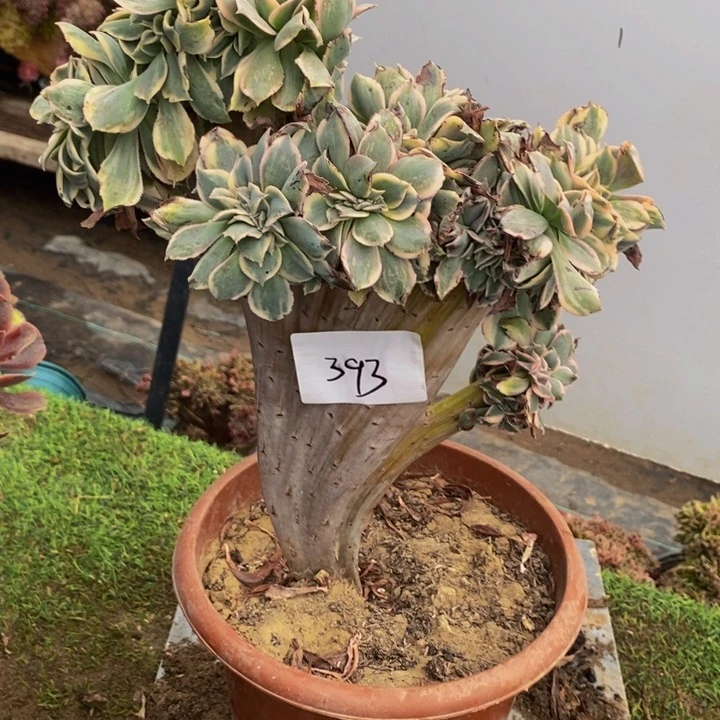 完全开放393号灿烂缀化多肉1颗