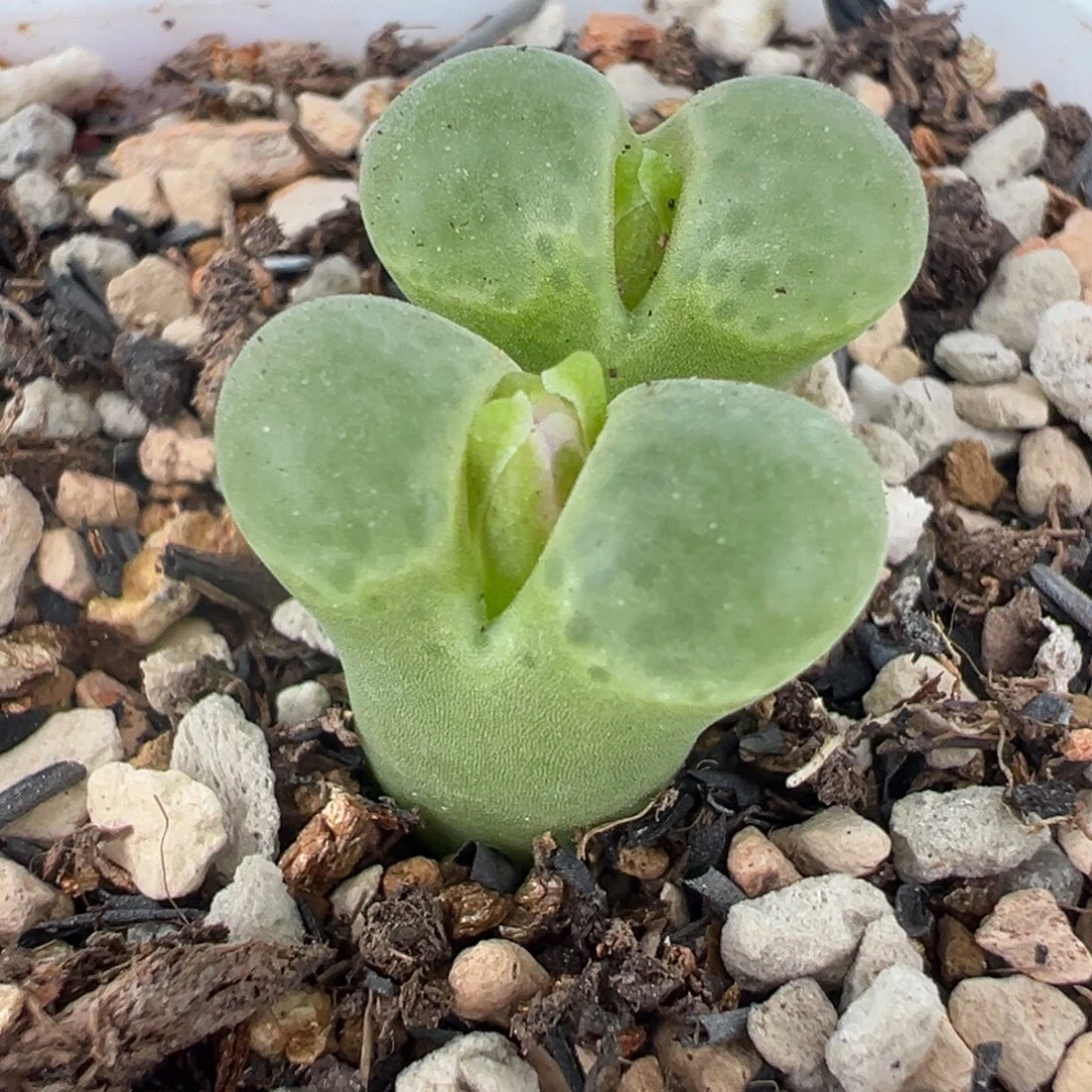 粉芭比多肉植物盆栽植物