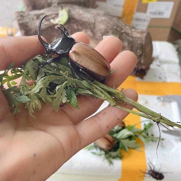 好咯哦哦看看咯墨迹了