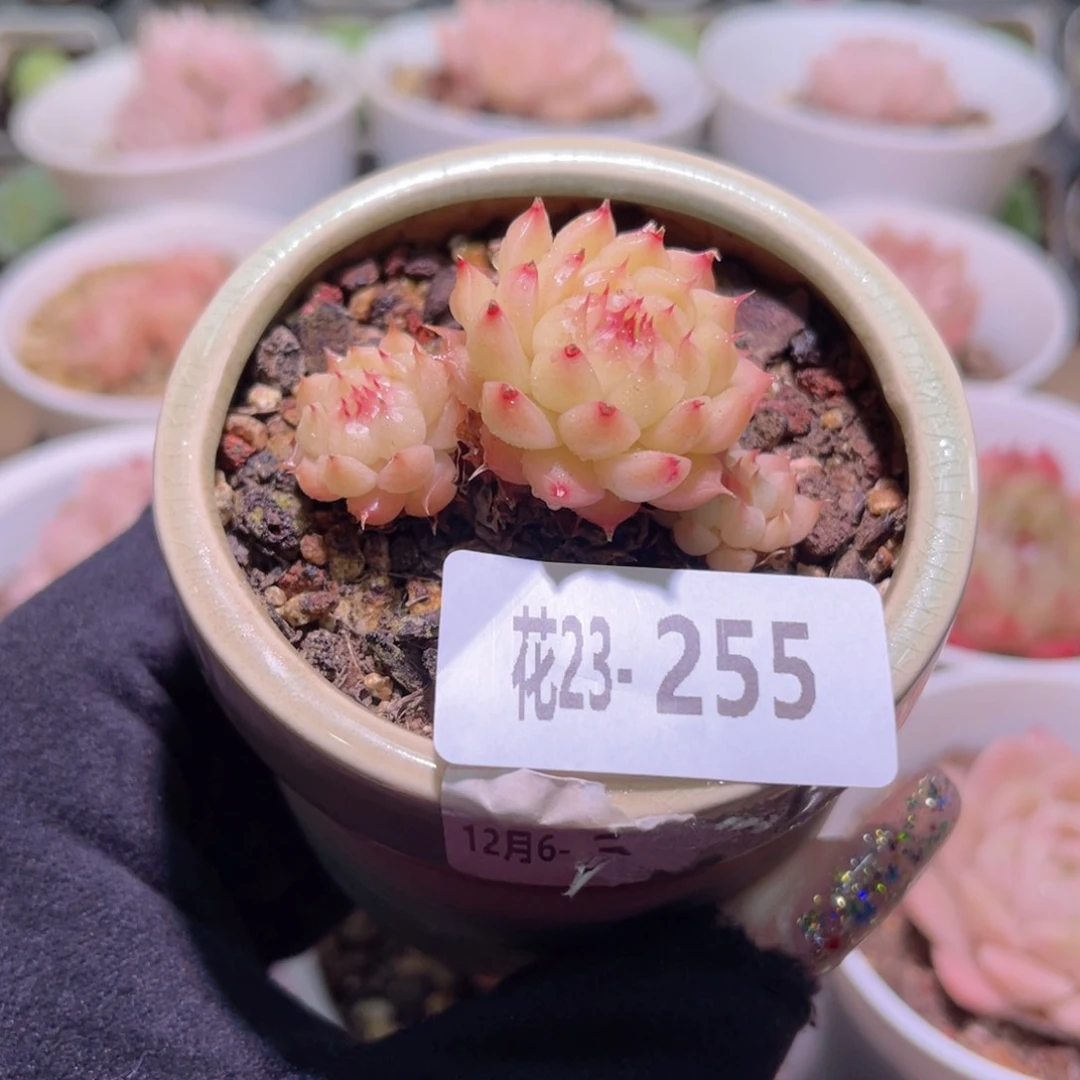 花利美23-255海王含盆脱土发