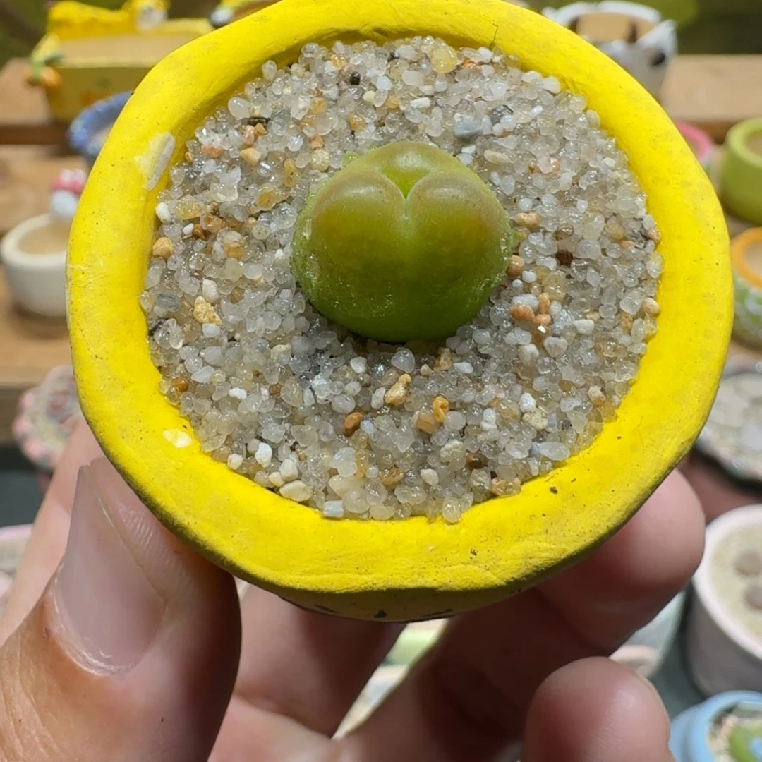 蘑菇1104水蜜桃多肉植物