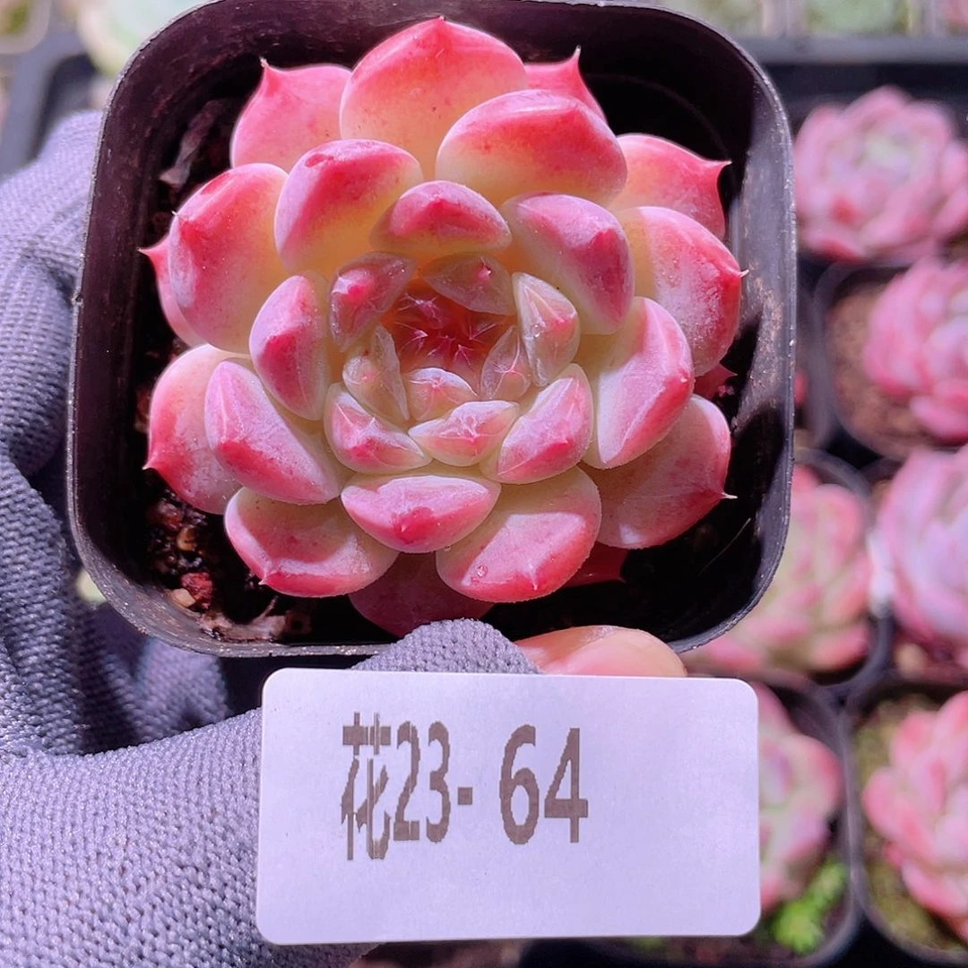 花利美23-64秘境冰魄