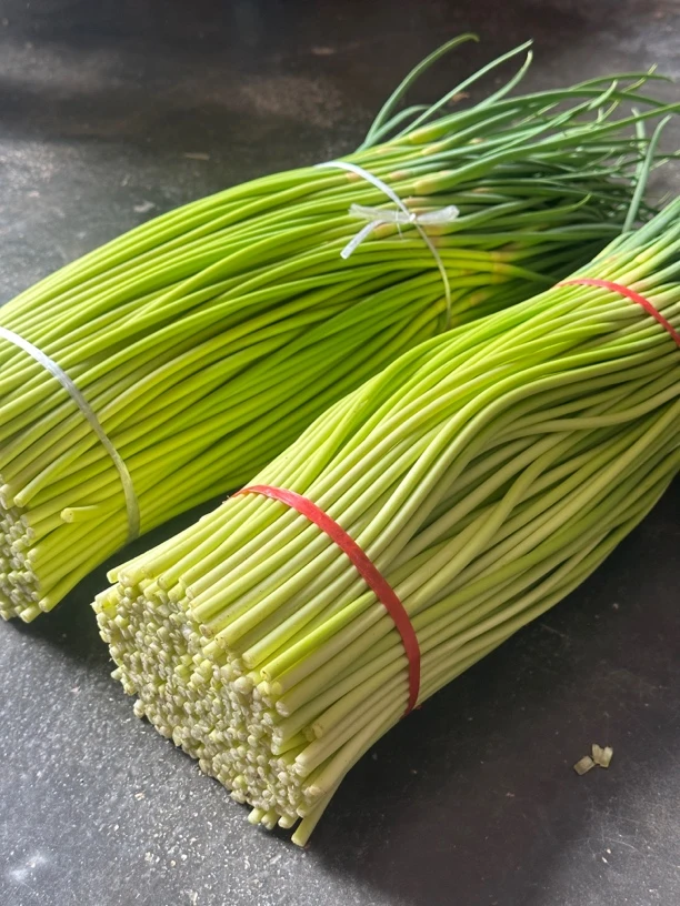 河南鲜蒜苔2025新蒜苔