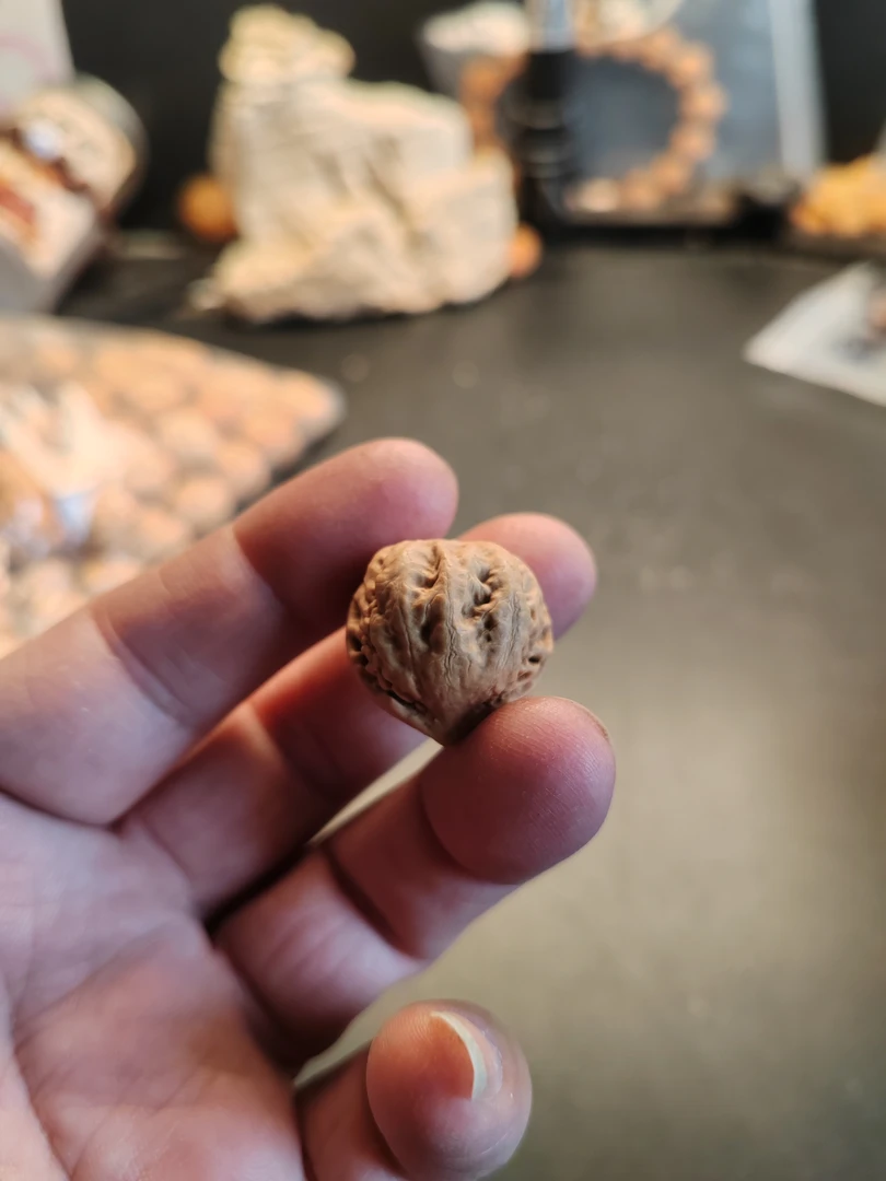 野生精品小核桃㪚籽
