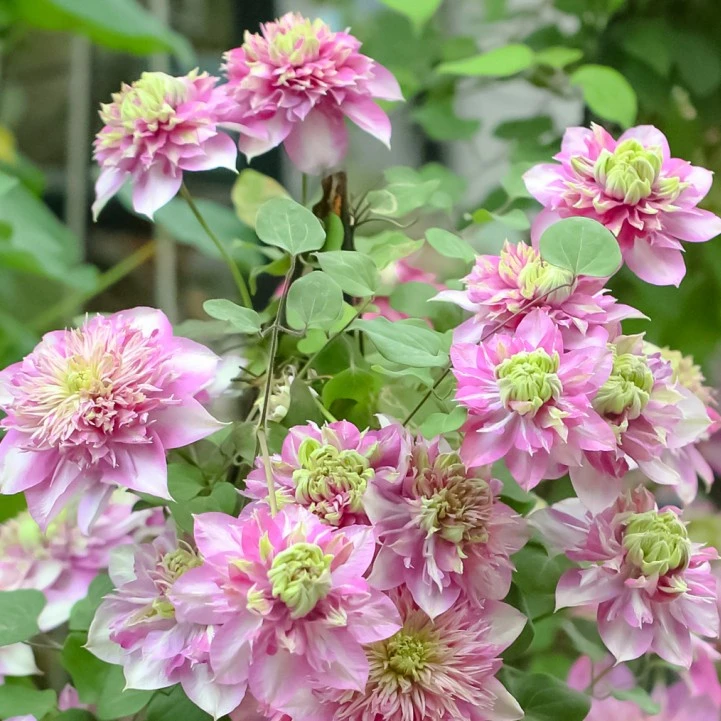 宽皇 铁线莲爬藤大花早花