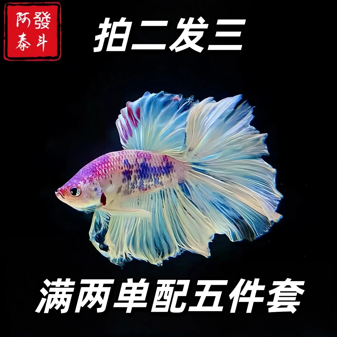 新号直播间选鱼特惠链接97-120泰国斗鱼好养耐活小型热带淡水观赏