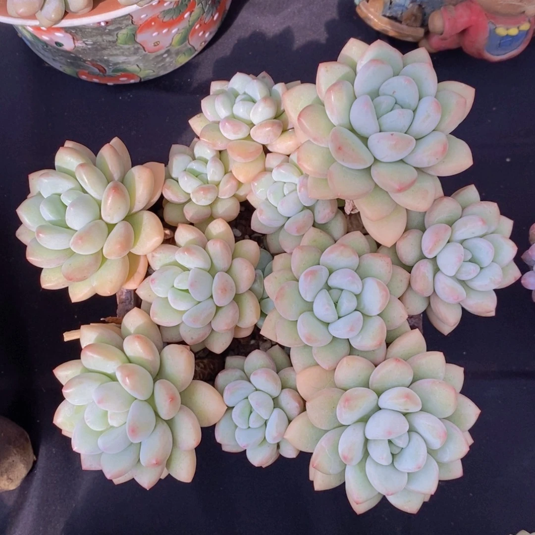 泡泡糖 一物一拍。