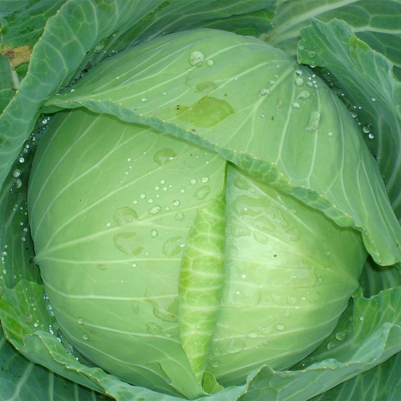 秋冬新鲜绿甘蓝圆包菜营养丰富健康蔬菜