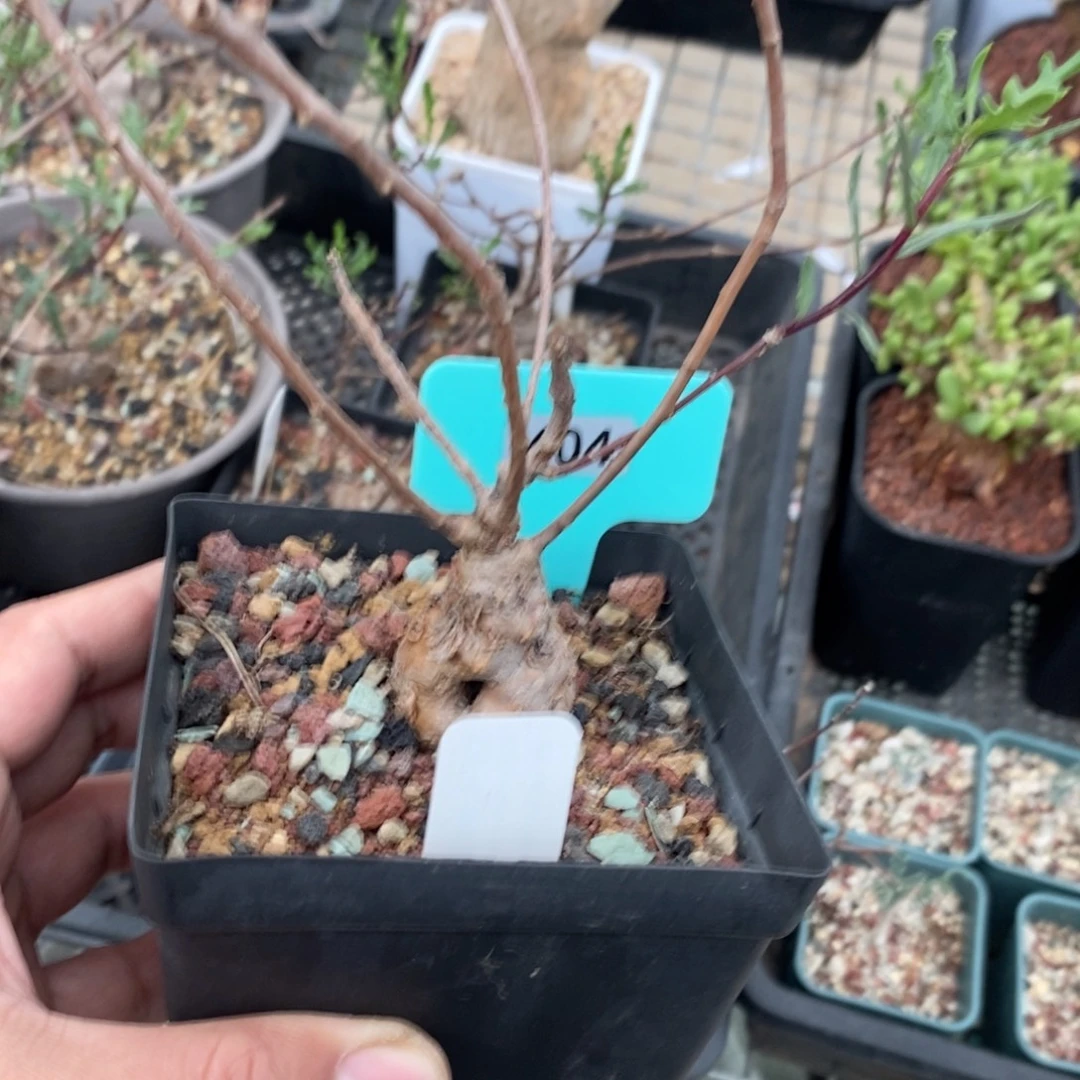 海豚叶厚炖菊多肉植物