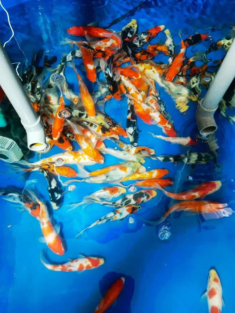 1条包邮包损 大日血统锦鲤20+