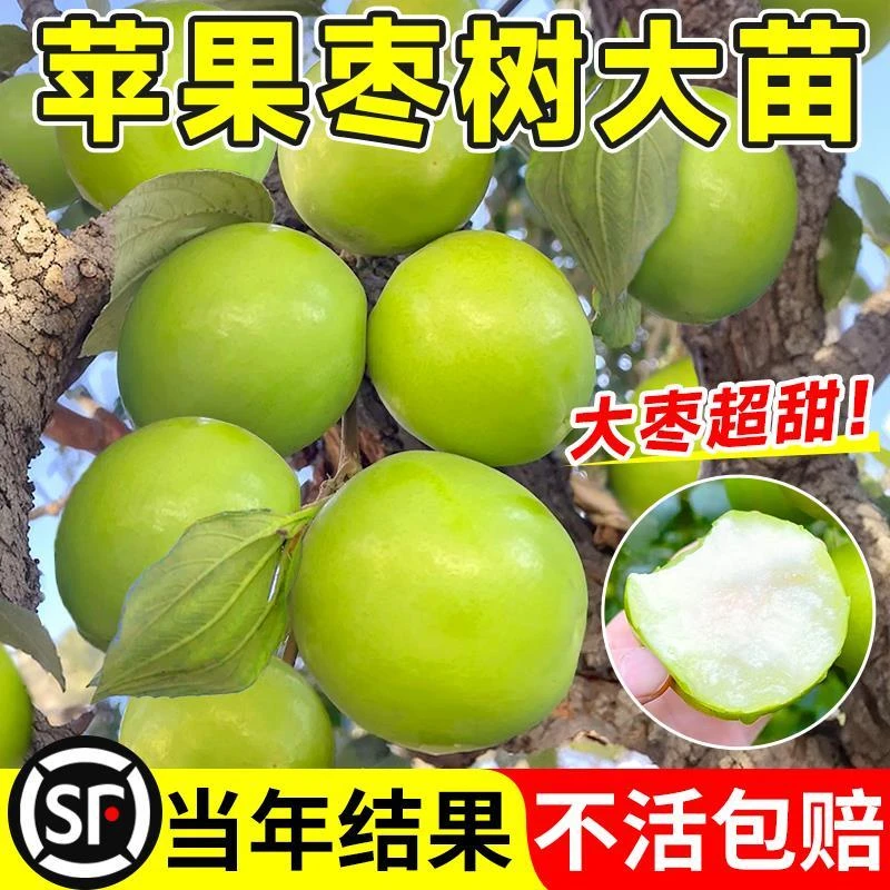 枣树活苗大枣超甜带土球特大号北方南方耐寒嫁接冰糖苹果牛奶果树