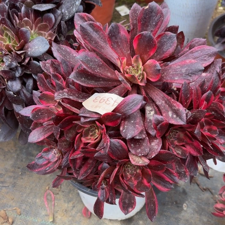 烟花多肉法师4393