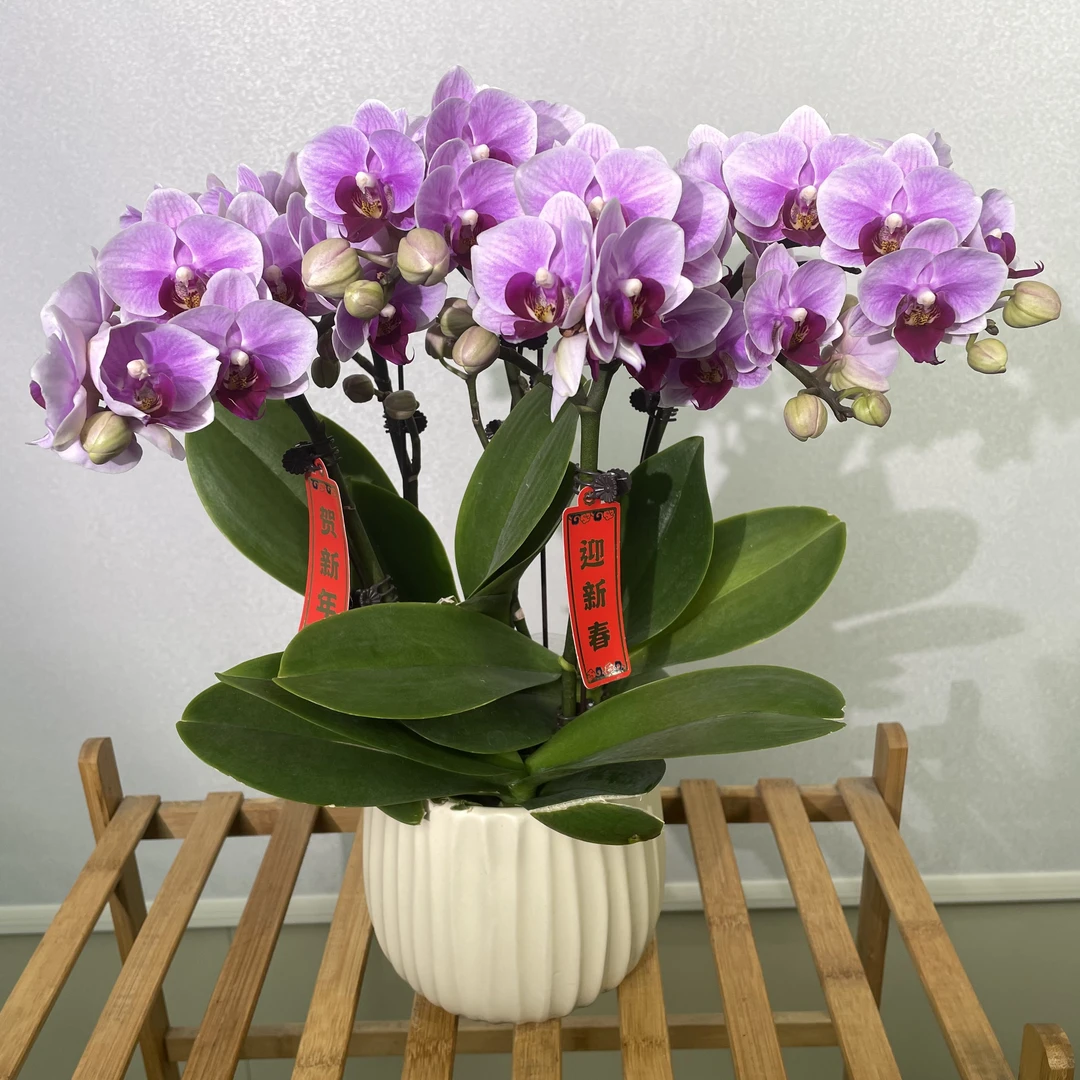 【宝贝】蝴蝶兰年宵花 第二名宝贝 带花带花苞室内高端花卉