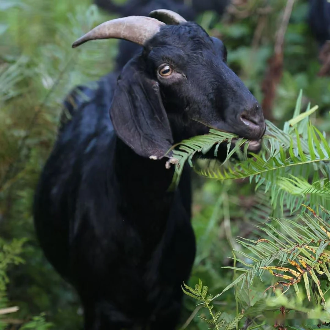 【现宰现称现拍羊】（带皮羊肉/一物一得/散养跑山羊）农家山羊羔羊