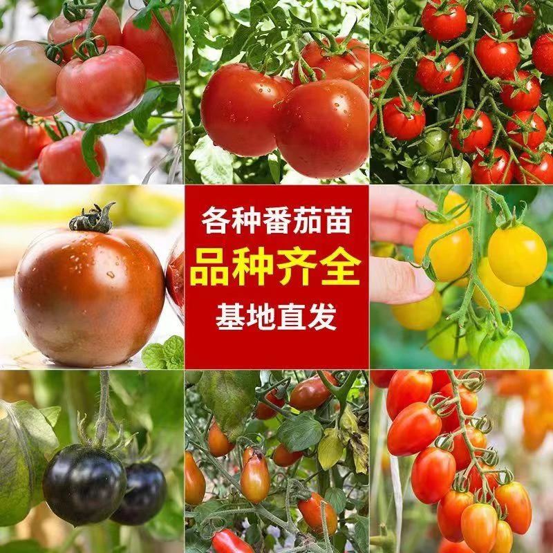 高产穴盘番茄苗果苗樱桃番茄苗西红柿瓜果秧苗盆栽地载四季种植