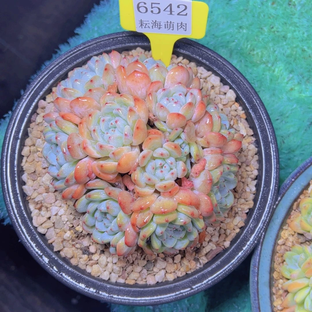 雪爪6542多肉植物