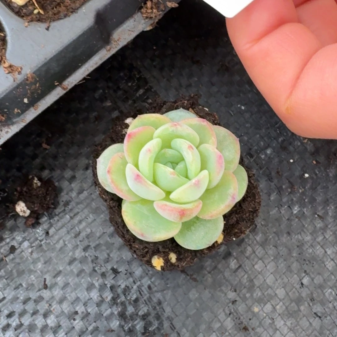 269号珍妮一刻量拍28-47