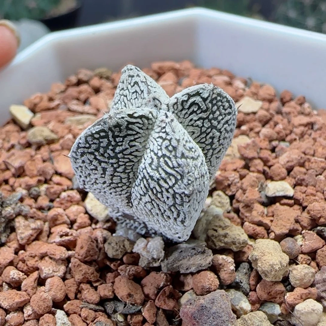 实生V子恩冢多肉