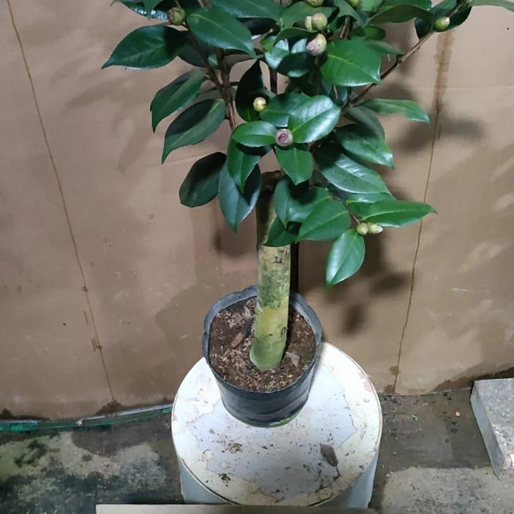 976黑贝，水晶，原盆原土发货，不包邮