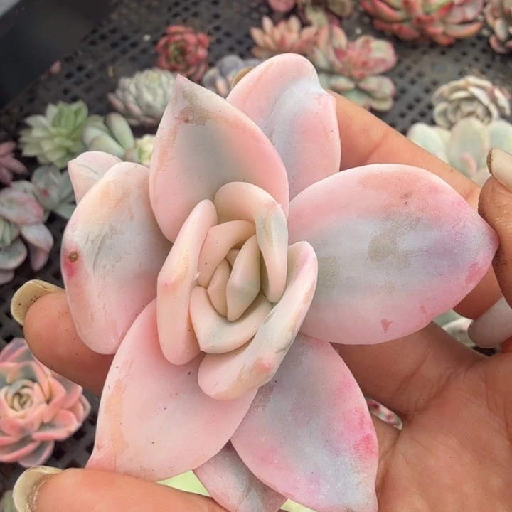 奶茶锦 无根腹轮锦