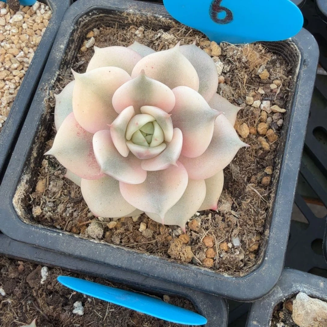 琴***好贝加尔湖锦锦上园艺一物一拍