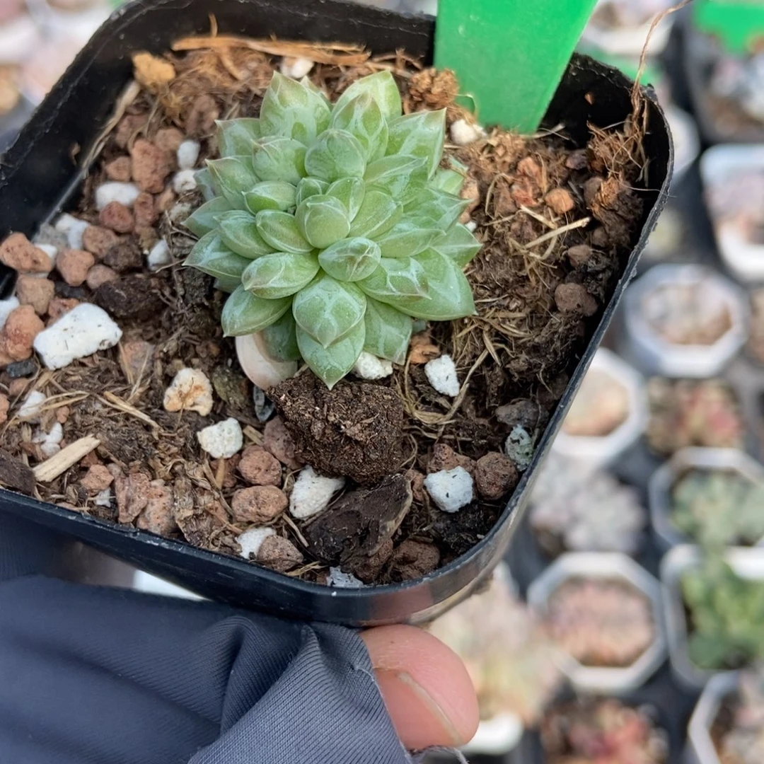 753牵手缀多肉植物多肉
