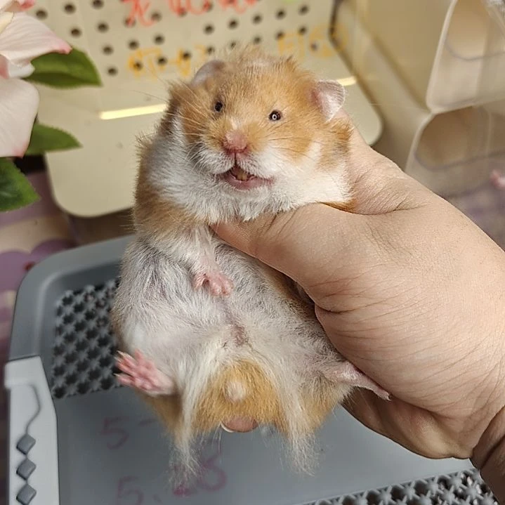 5-6直毛肉桂妹妹5.28