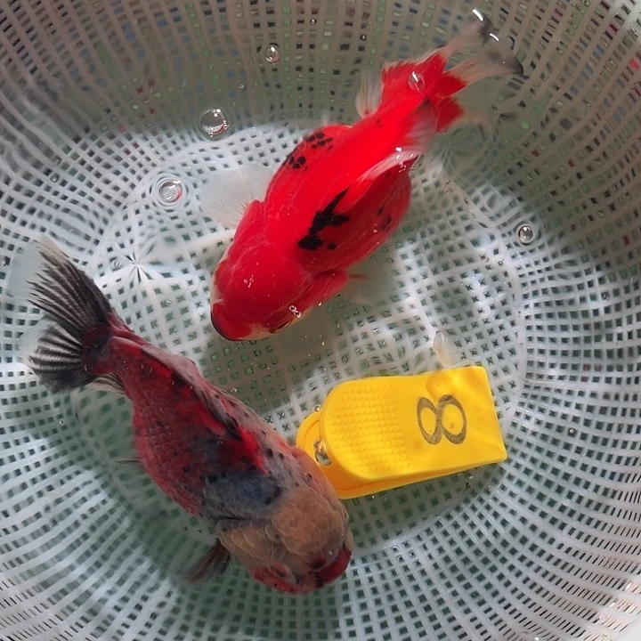 海水鱼黄牌8号尺寸11-12区间