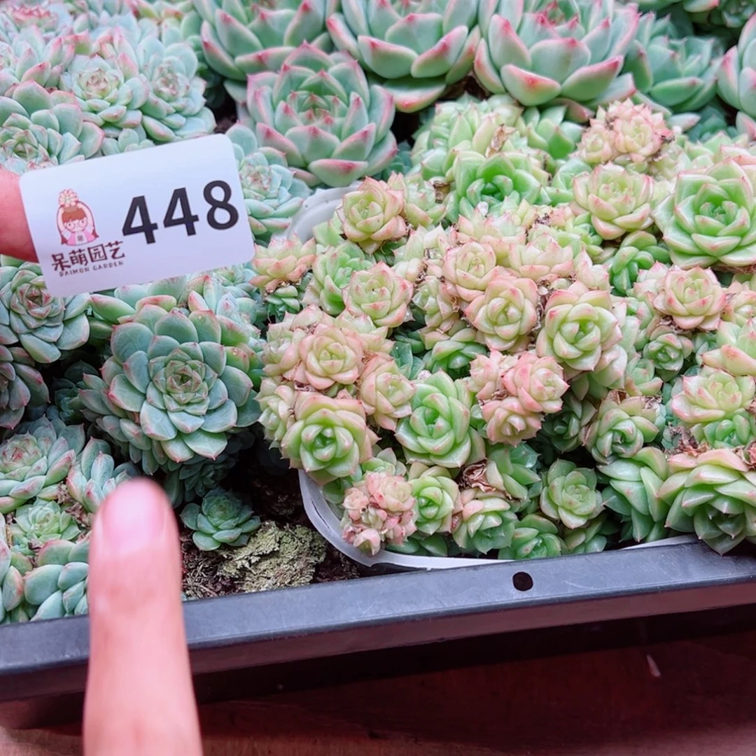 L***D多肉植物多肉植物