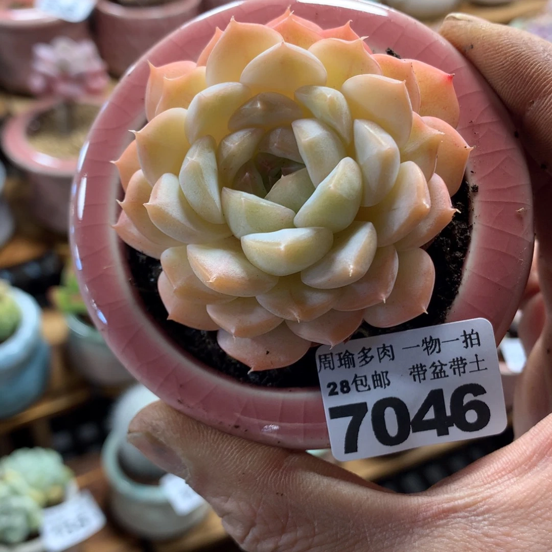 精控多肉植物7046