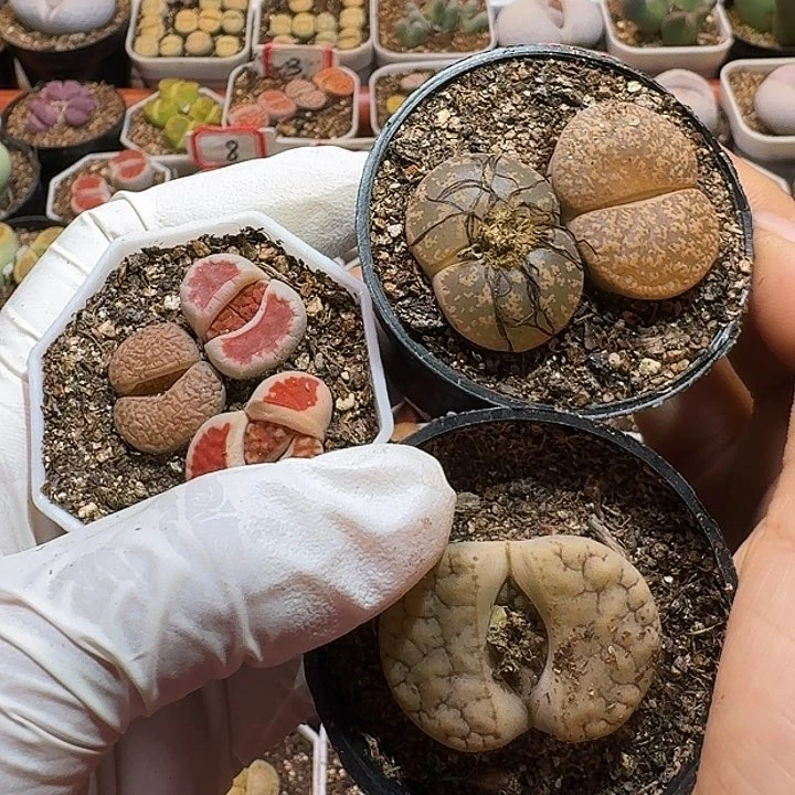 生石花11111111。  252