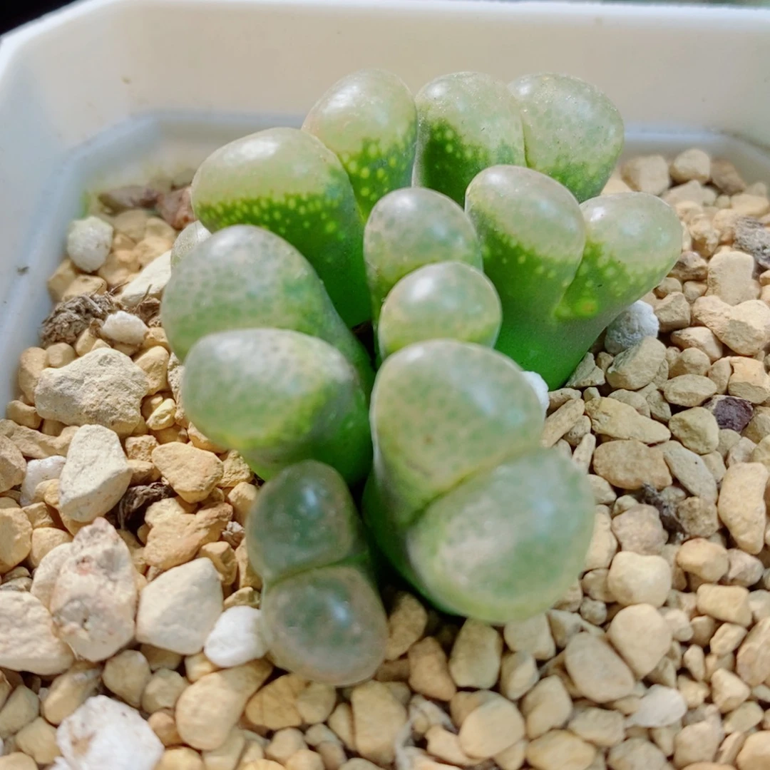 生石花花花花花花花562