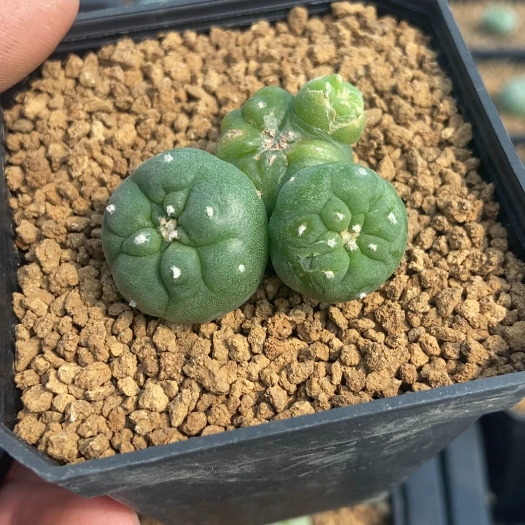 货****多无刺仙人球开花了