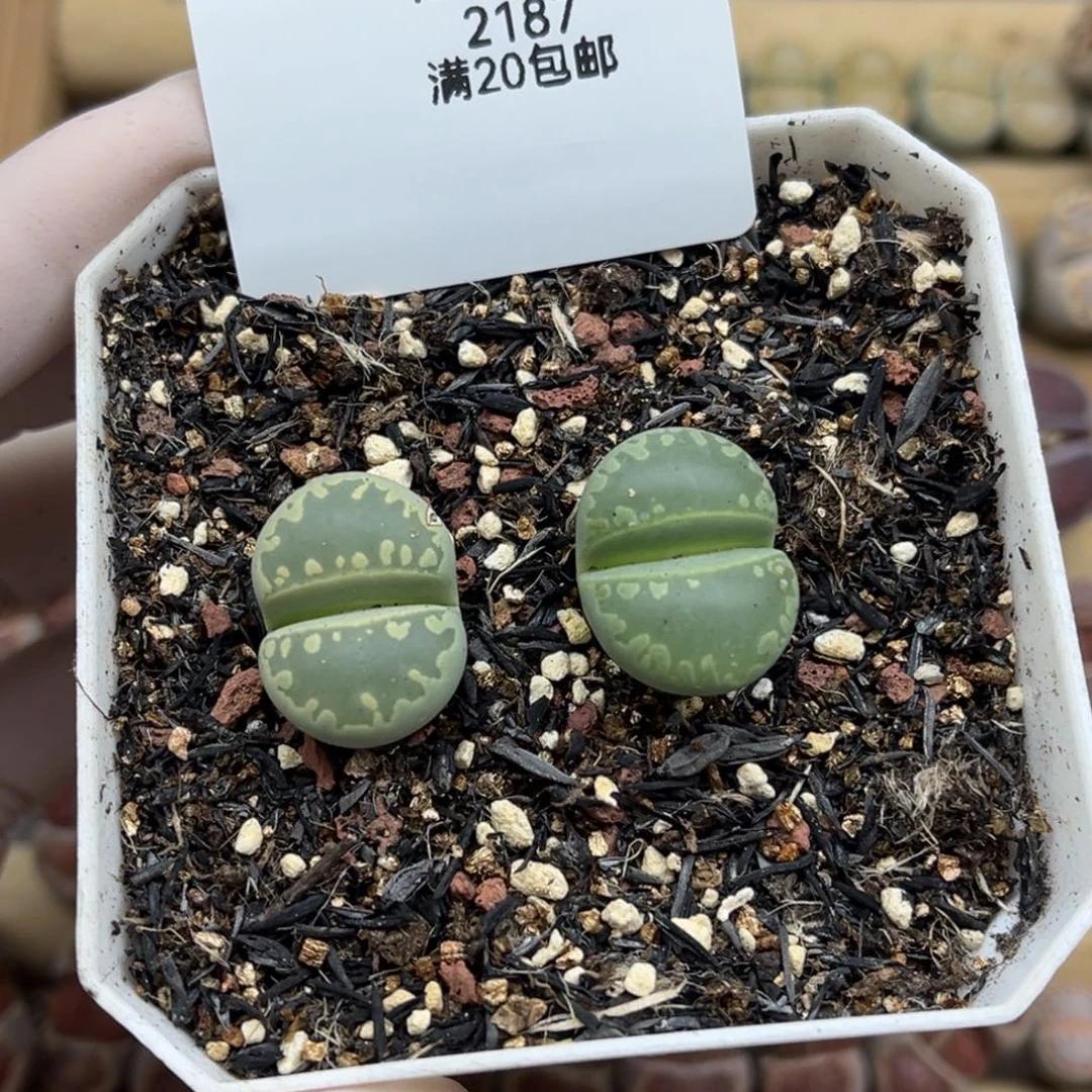 房***艳2187号两颗绿大牙带盆土发货